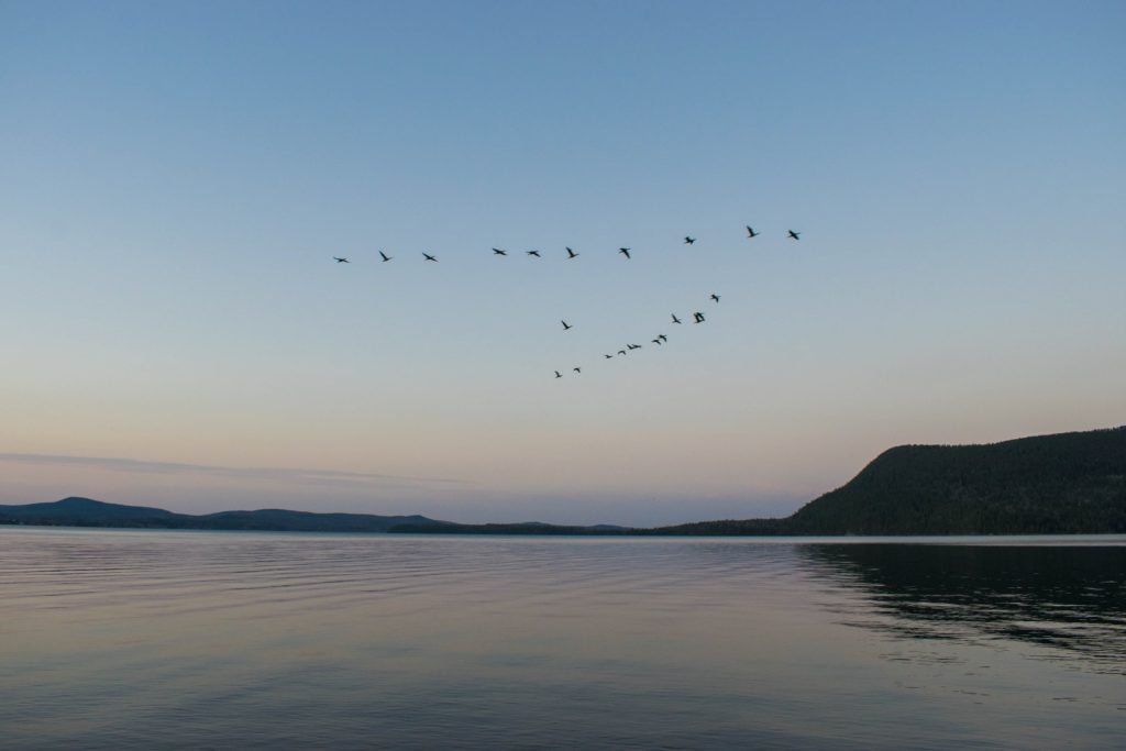 Oies survolant le lac Témiscouata