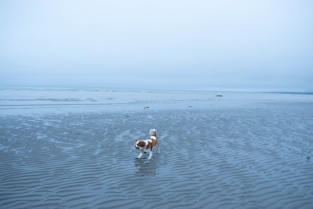 Chien qui court sur la plage