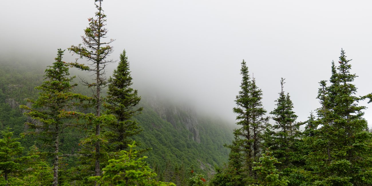 Forêt boréal dans le parc national de la Gaspésie