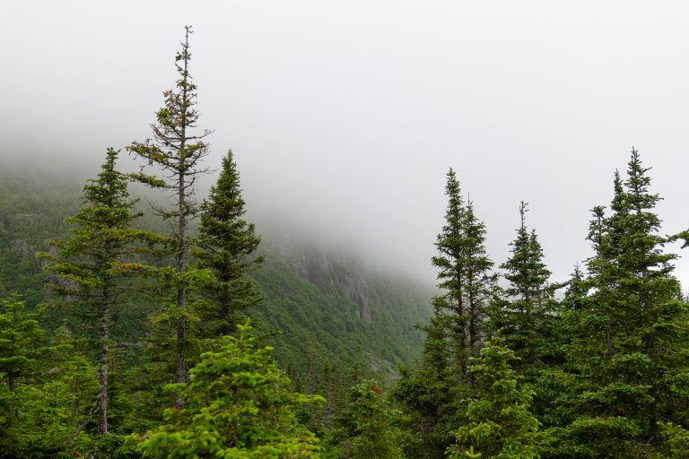 Forêt boréal dans le parc national de la Gaspésie