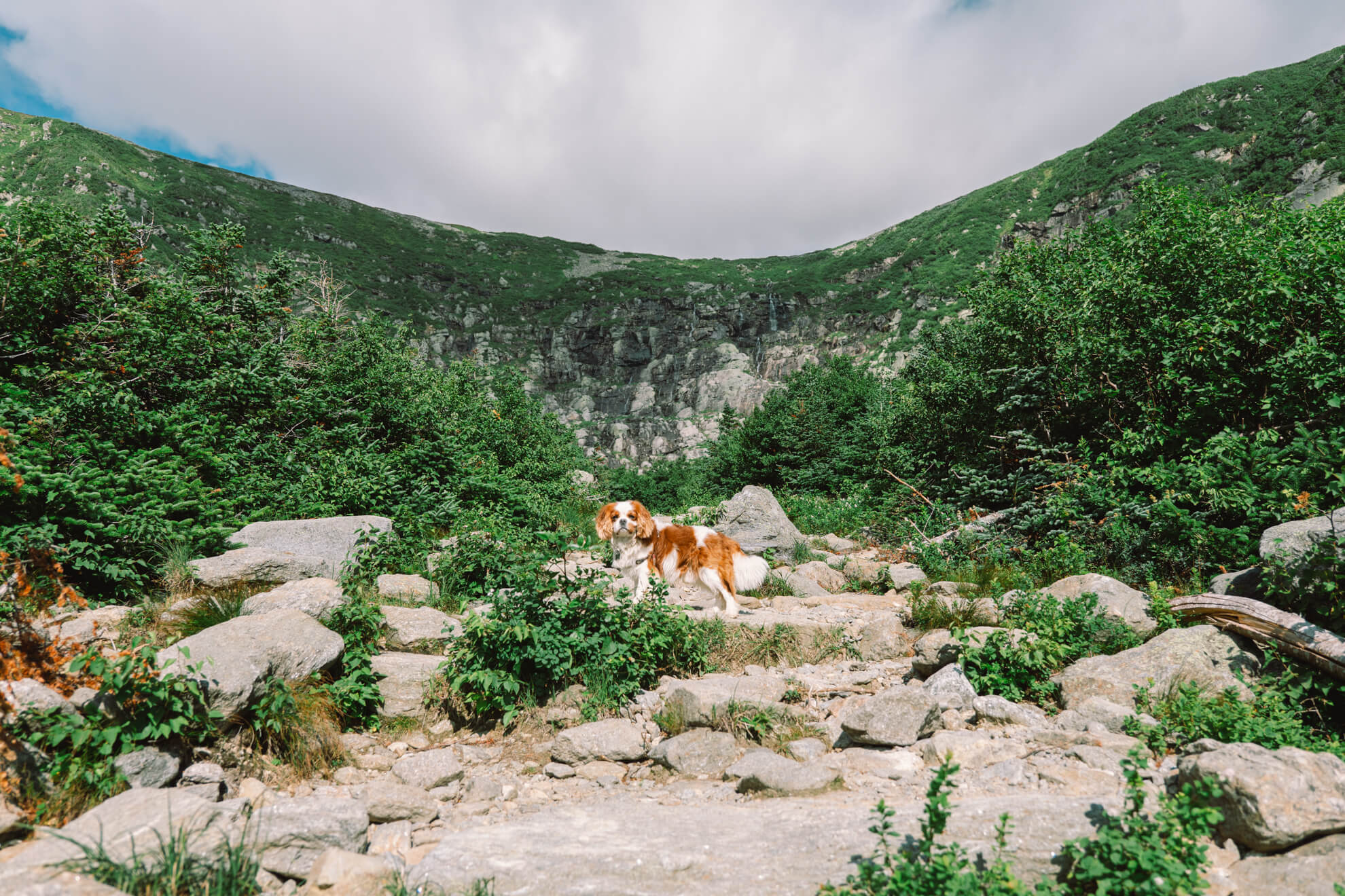 Chien devant Tuckerman Ravine