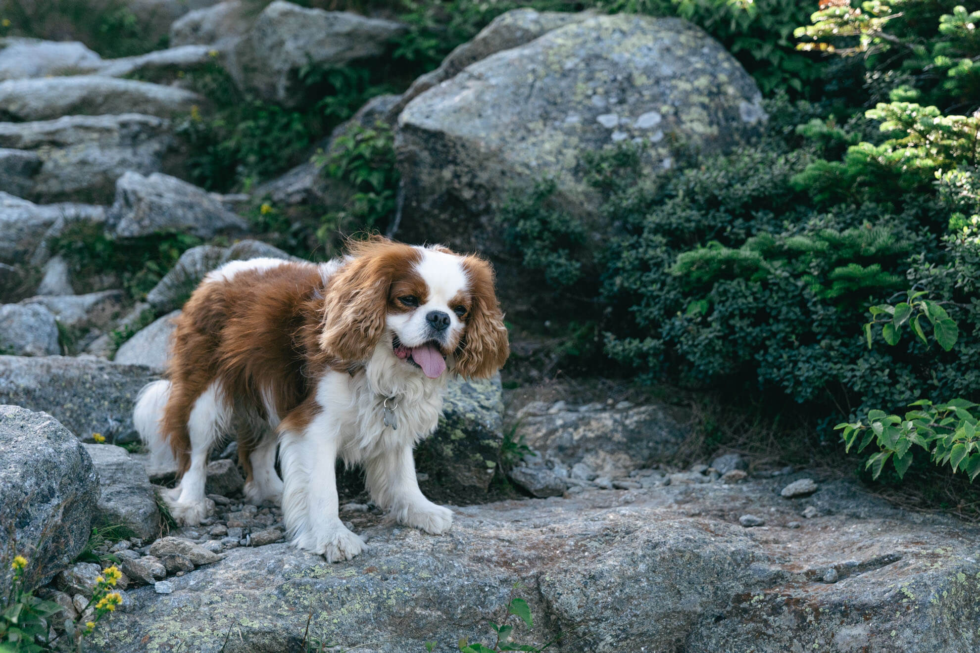 Chien pendant une randonnée