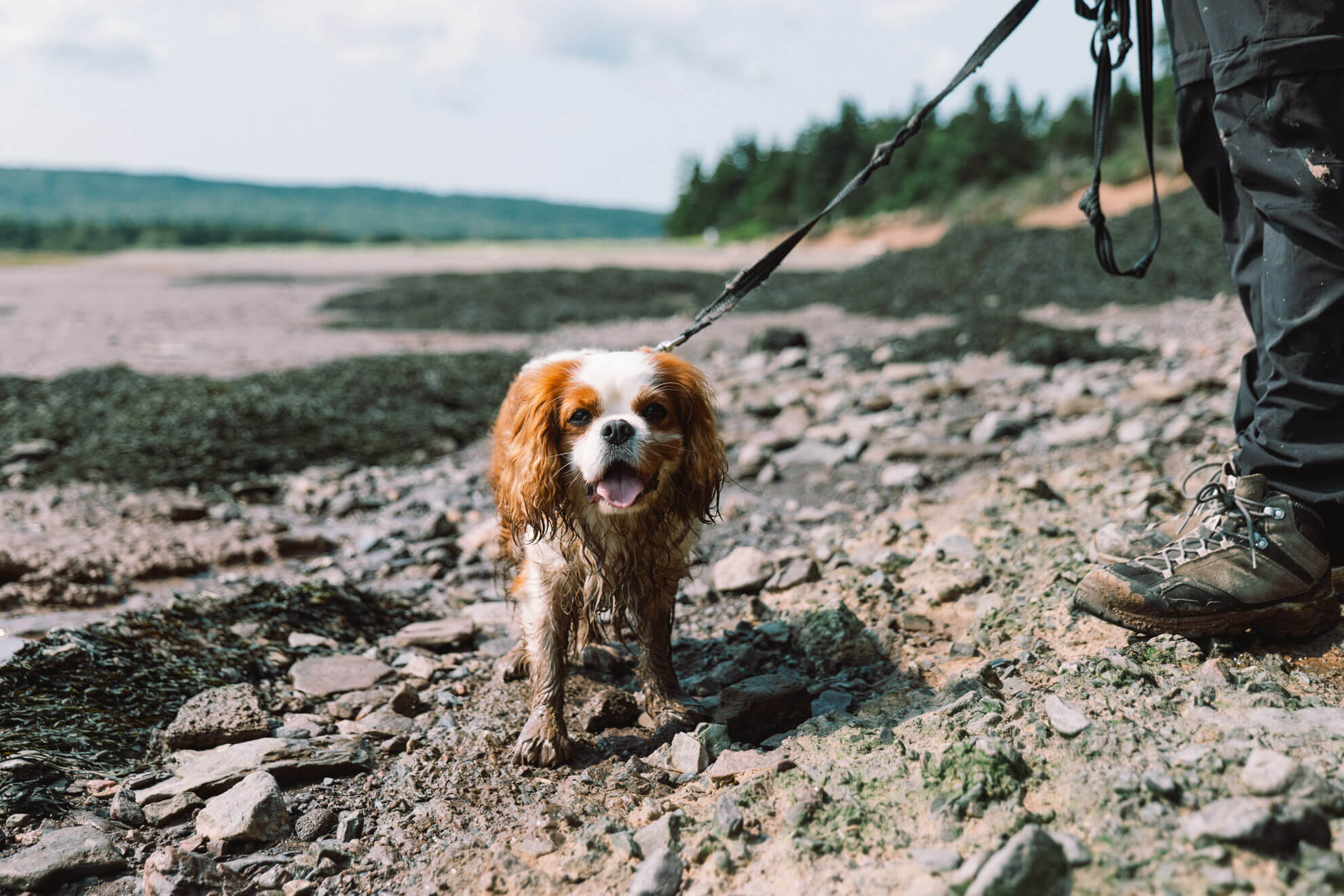 chien Baie de Fundy