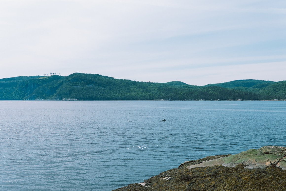 Baleine fjord du Saguenay