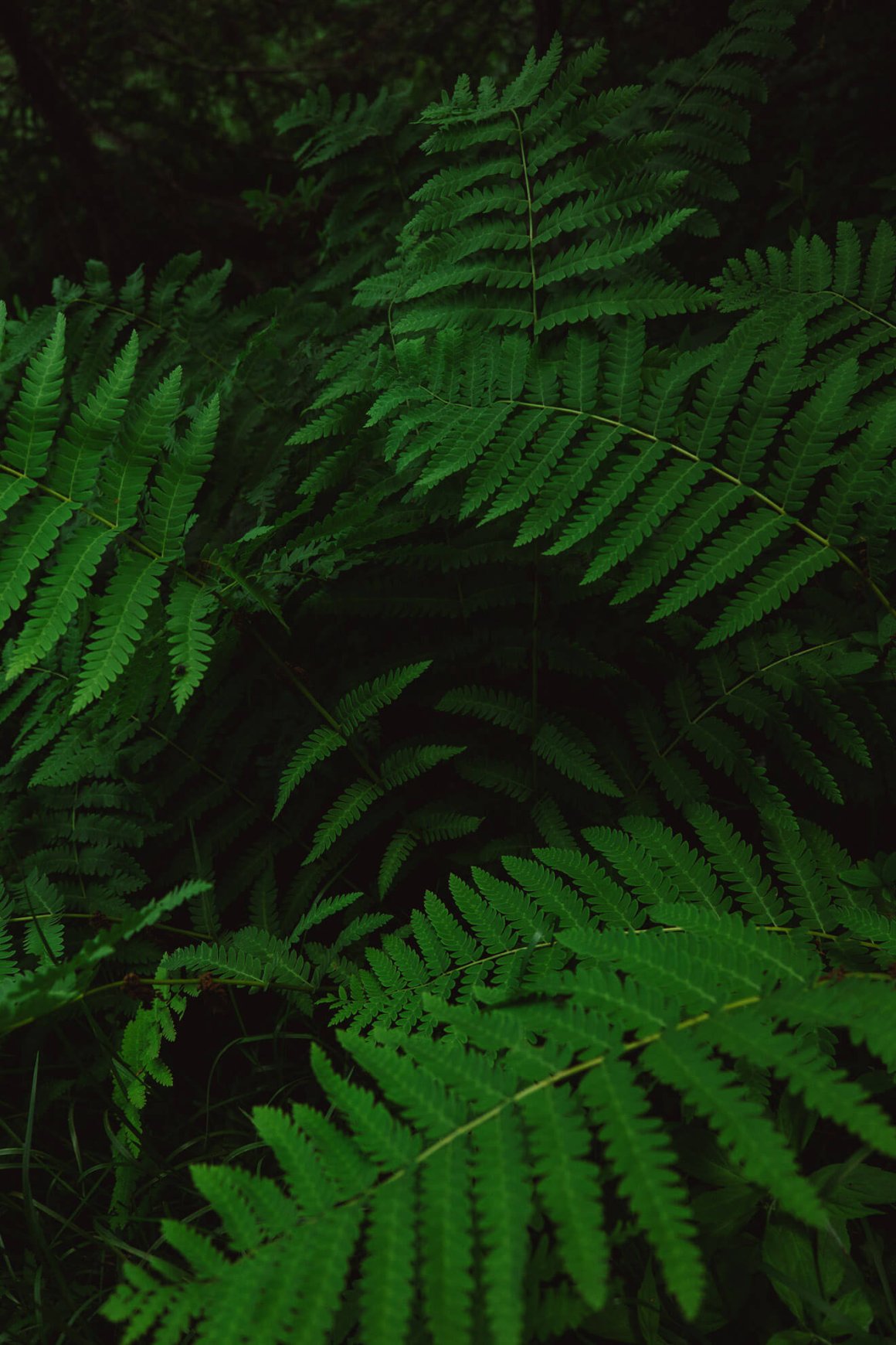 Fougères dans la forêt boréale