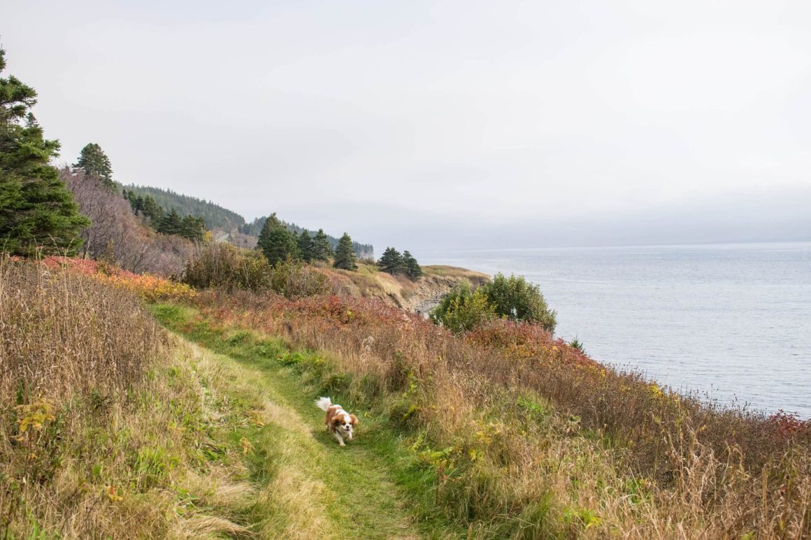 Chien sur un sentier en Gaspésie