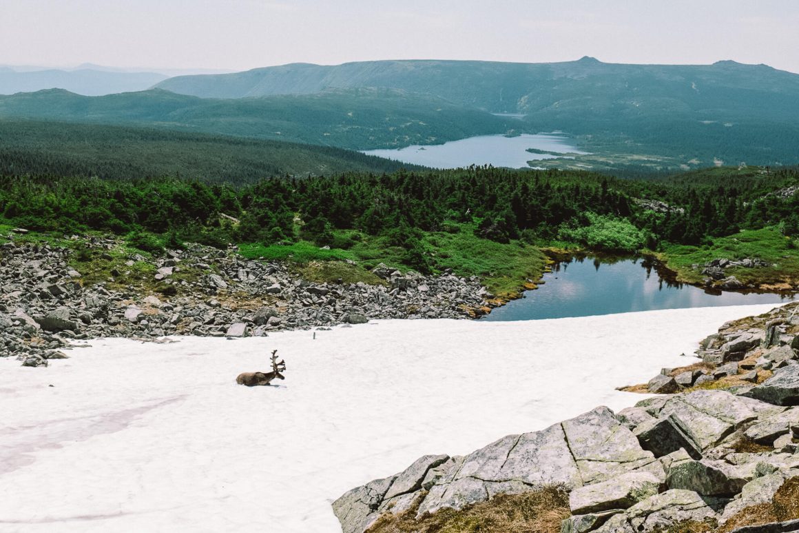 Caribou au Mont Jacques-Cartier
