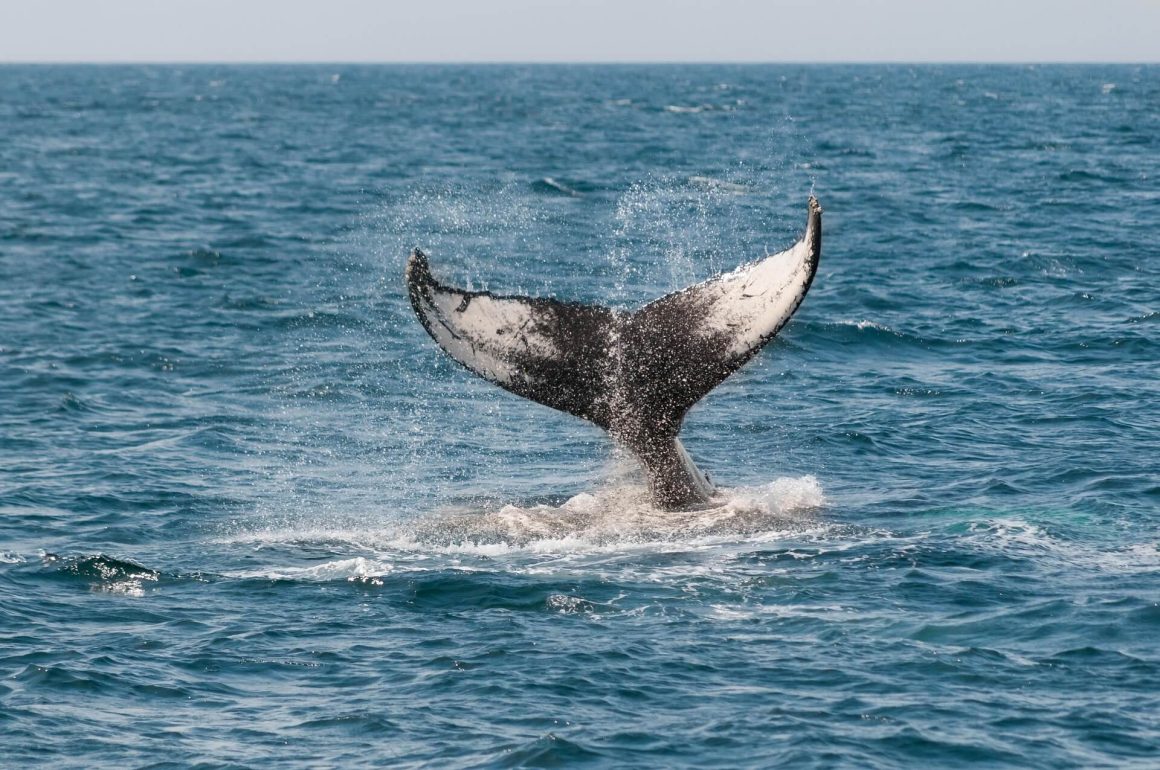 Baleine dans le fjord du Saguenay