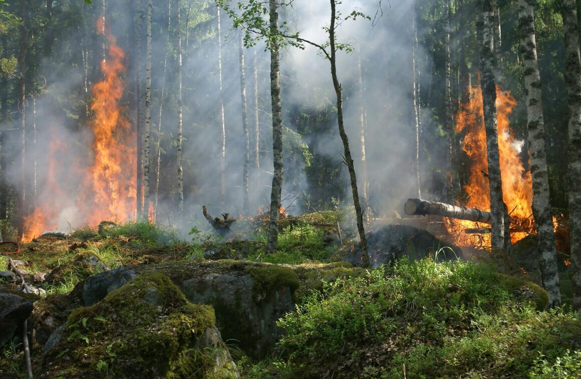feux de forêts et savoirs autochtones, les cultural burnings