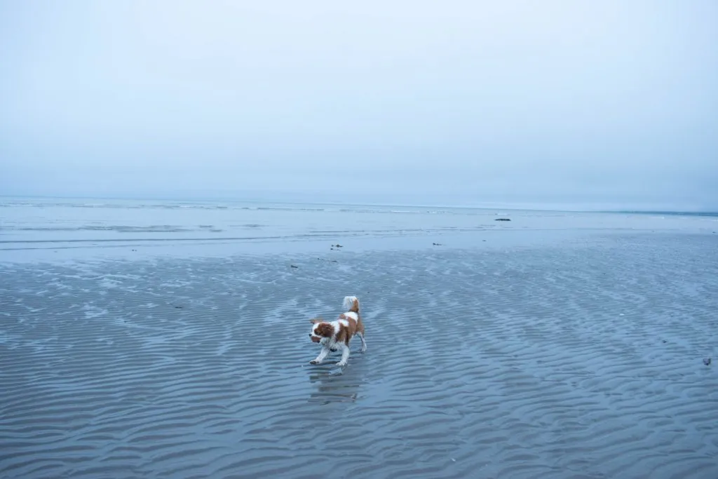 Chien qui court sur la plage