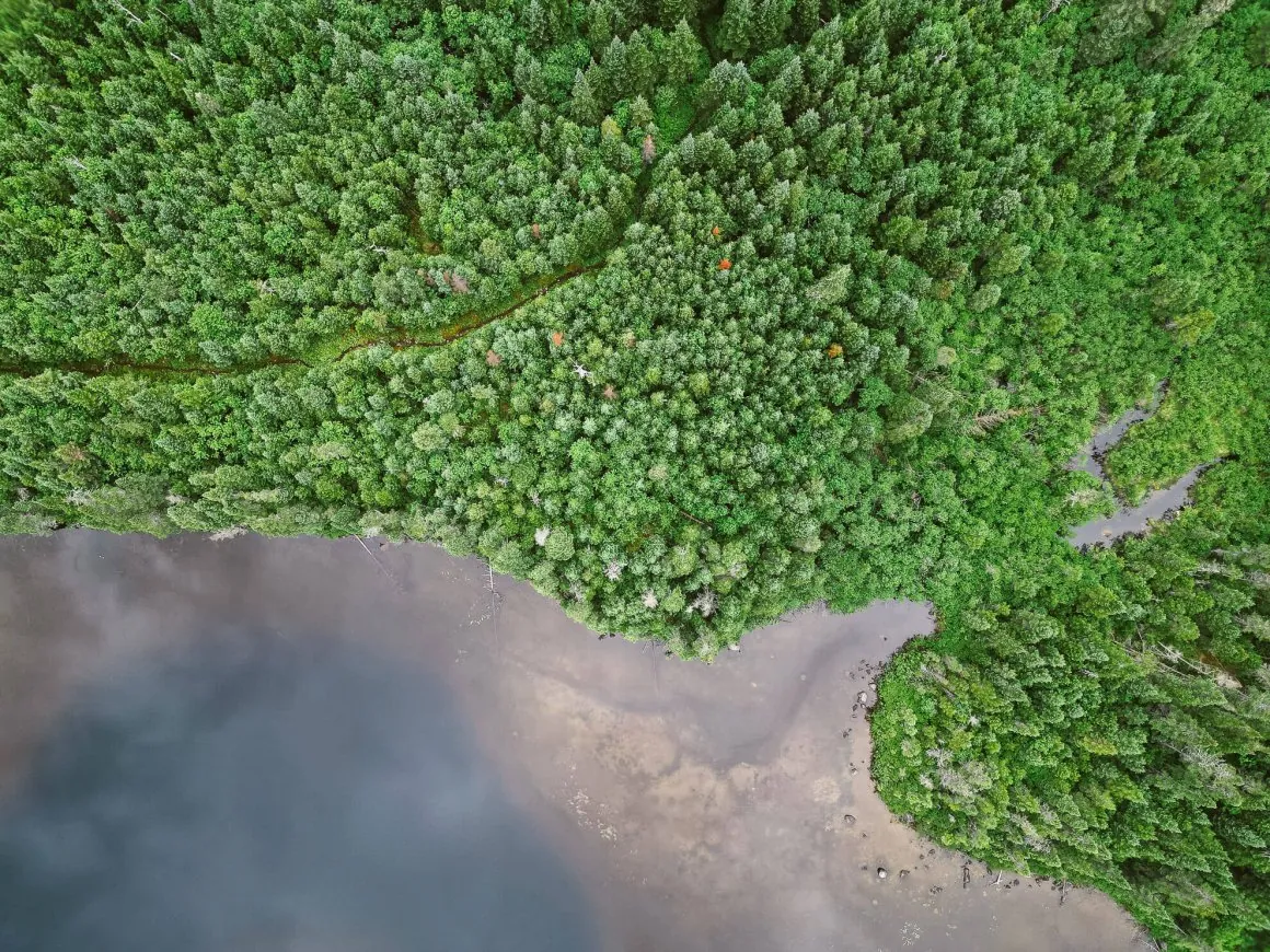 Forêt boréale de Charlevoix